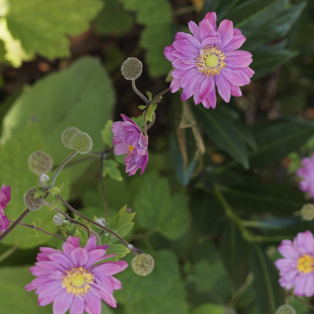 Anemone hybrida 'pamina' - Herfstanemoon - Bloeiende vaste planten