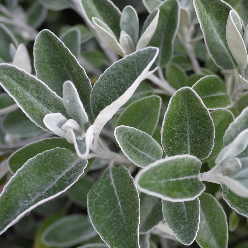 Wit Askruid - Senecio compacta Drysdale - Bakker
