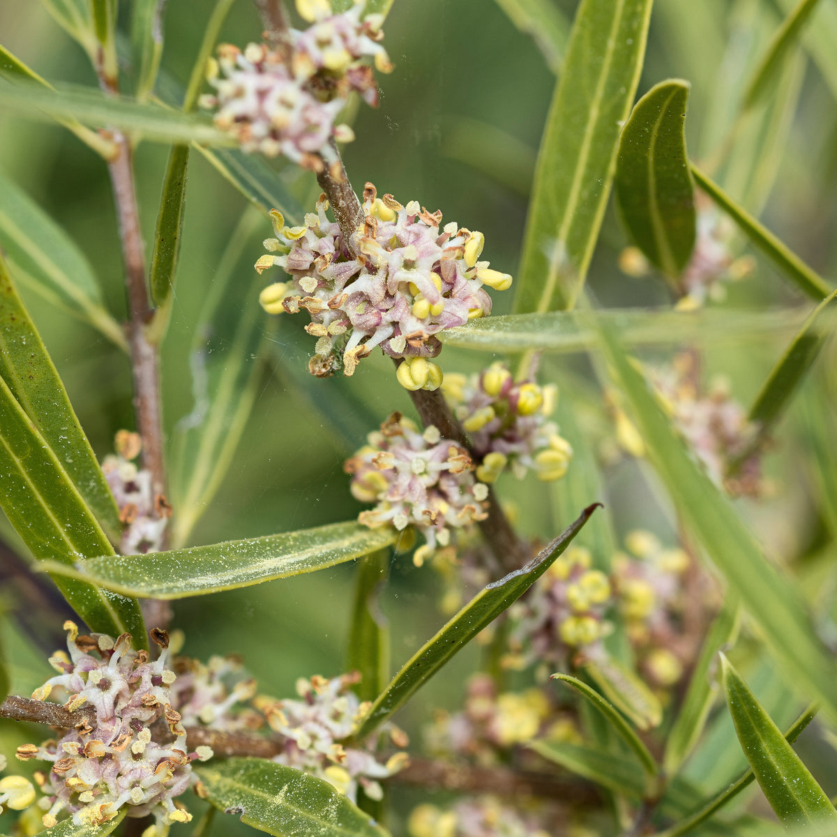 Phillyrea angustifolia - Steenlinde - Balkon- en terrasplanten