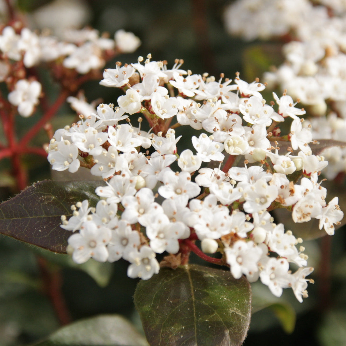 Sneeuwbal 'Eve Price' - Viburnum tinus 'eve price' - Bakker