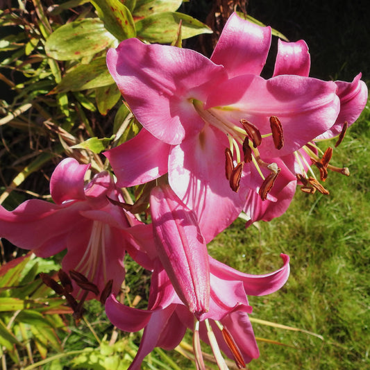 Trompetlelie 'Pink Perfection' (x3) - Lilium Pink Perfection - Bloembollen