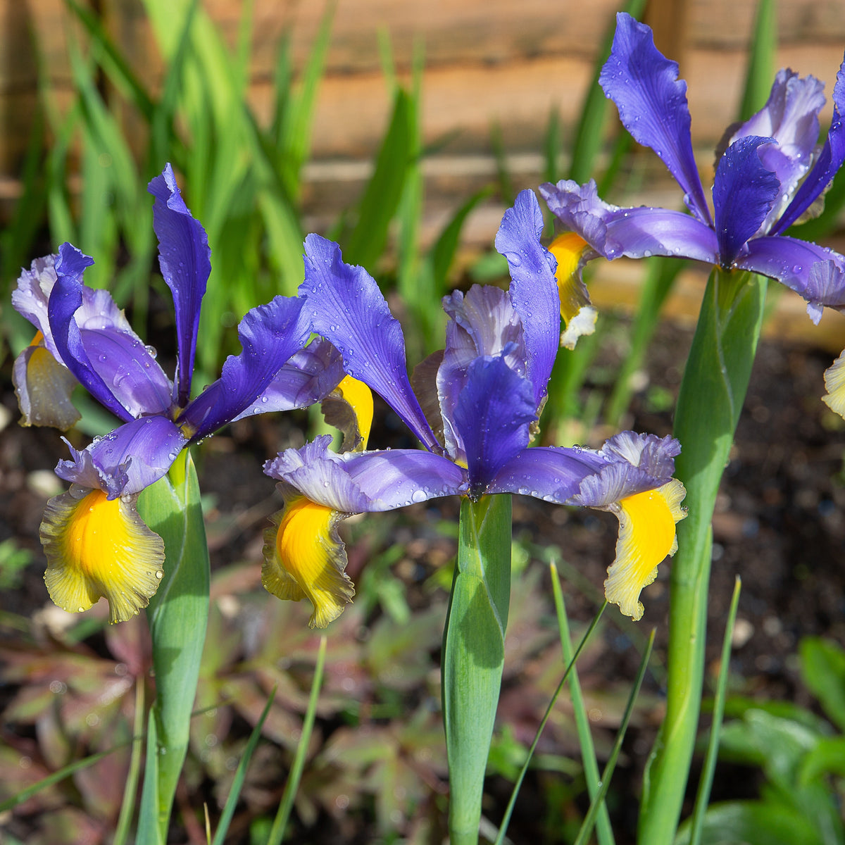 Iris 'Frans Hals' (x10) - Bakker
