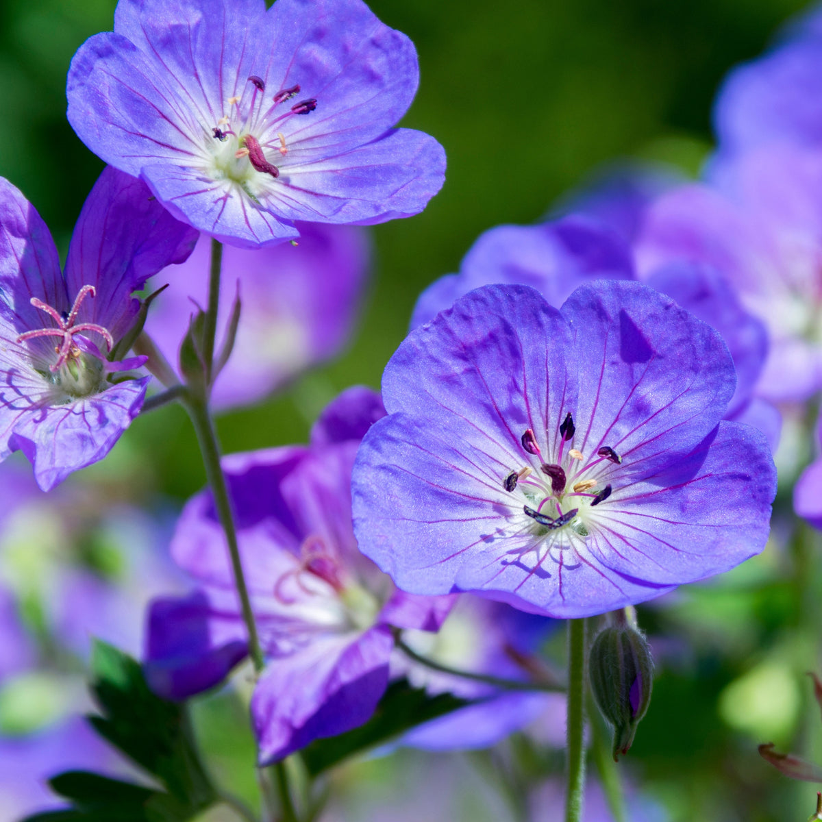 Verkoop Winterharde geranium Mix 'Katharine Adèle' + hymalayense (x9) - Geranium oxonianum katharine adèle , himalayense,