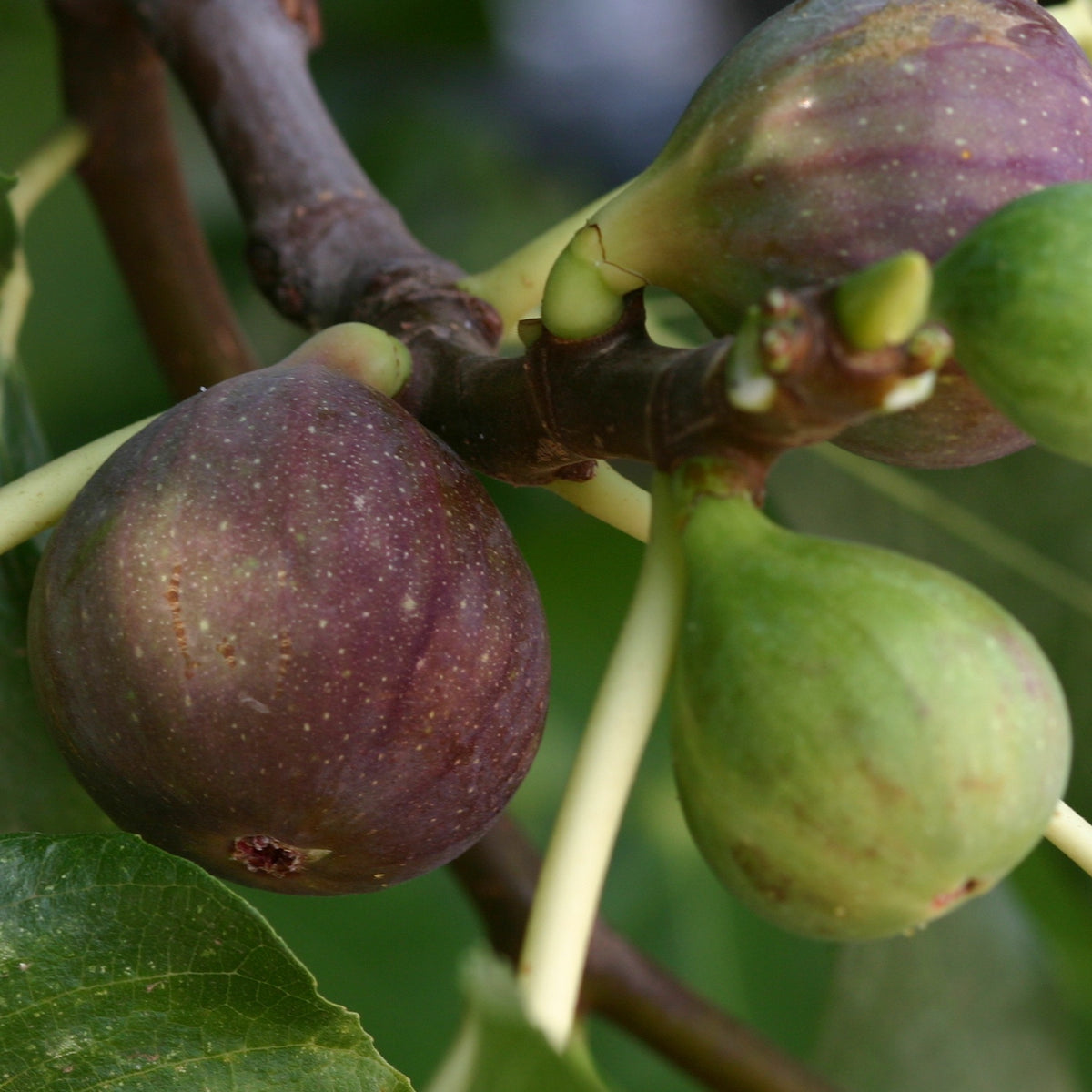 Vijgenboom 'Violette de Solliès' - Ficus carica sollies - Bakker