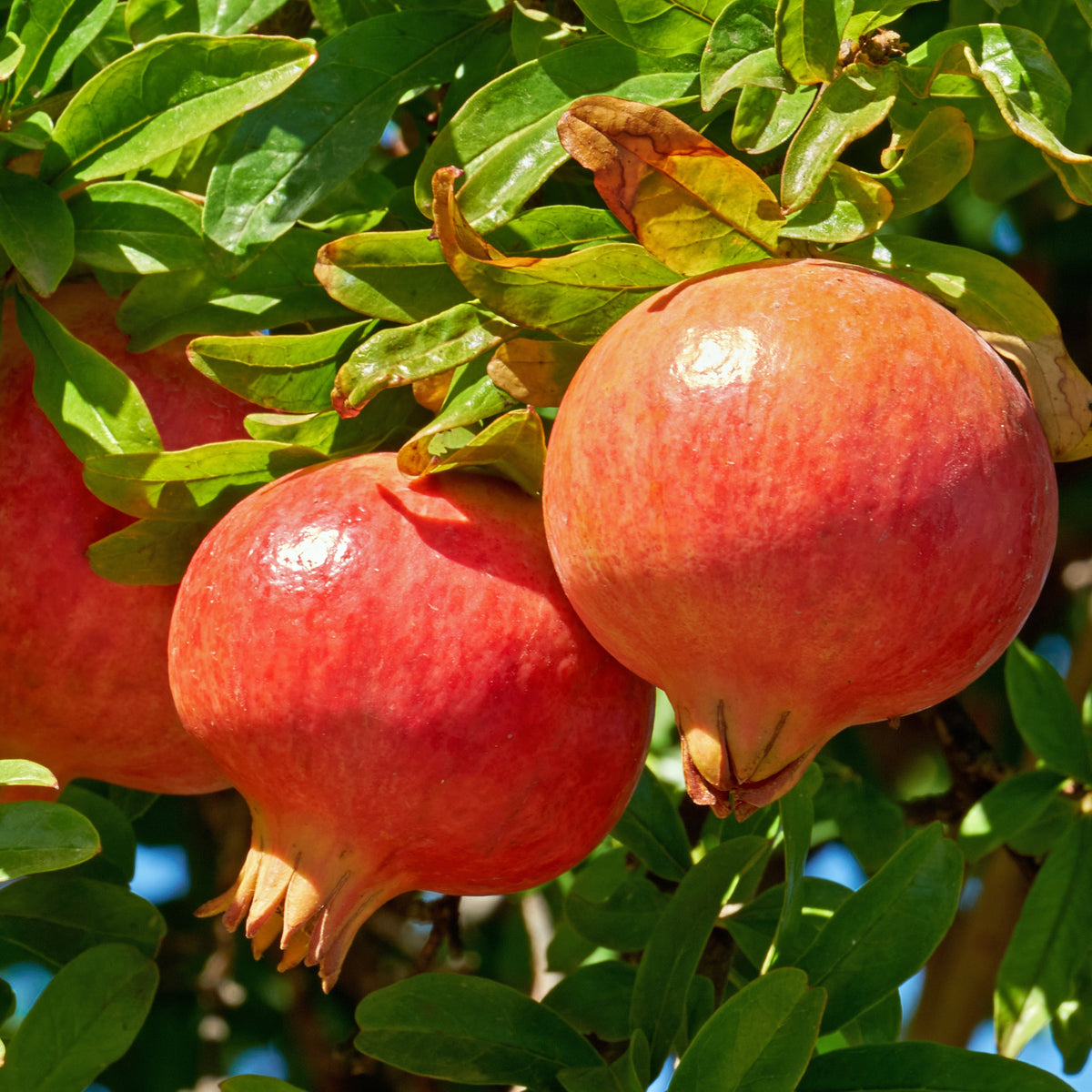 Granaatappelboom 'Dente di Leone' - Punica granatum dente di leone - Bakker