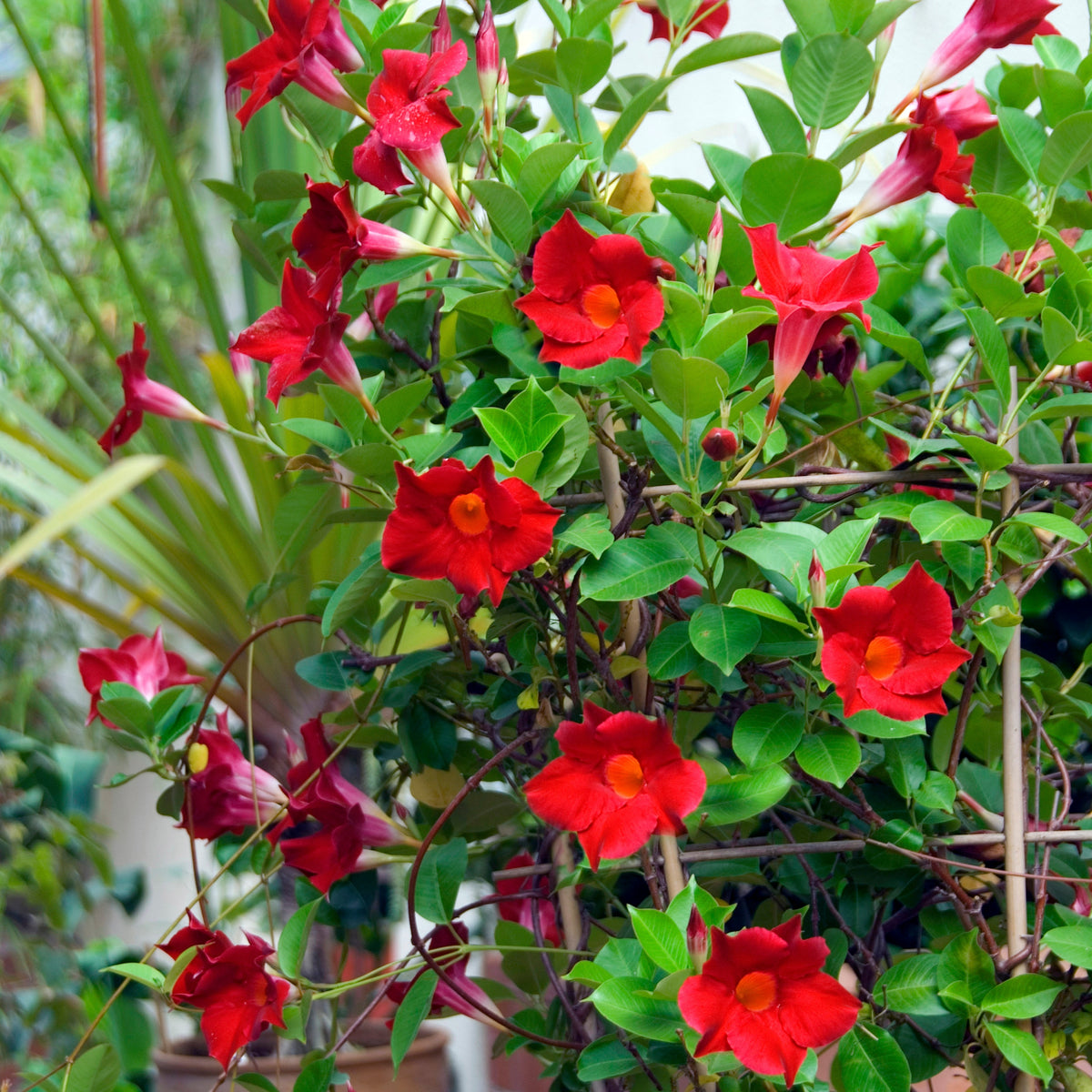 Mandevilla sanderi - Braziliaanse jasmijn - Chileense jasmijn - Mandevilla