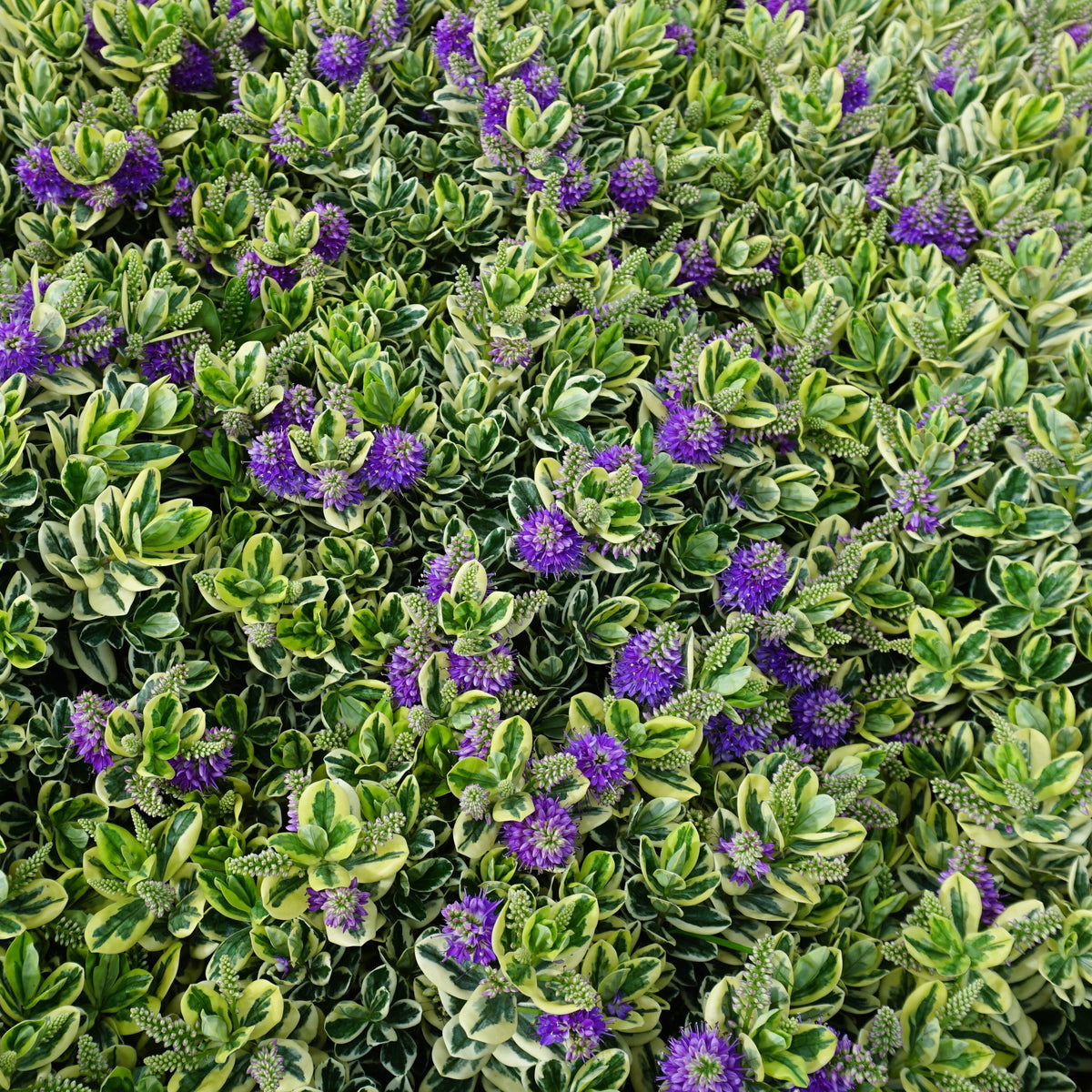 Struikveronica 'Variegata' - Bakker