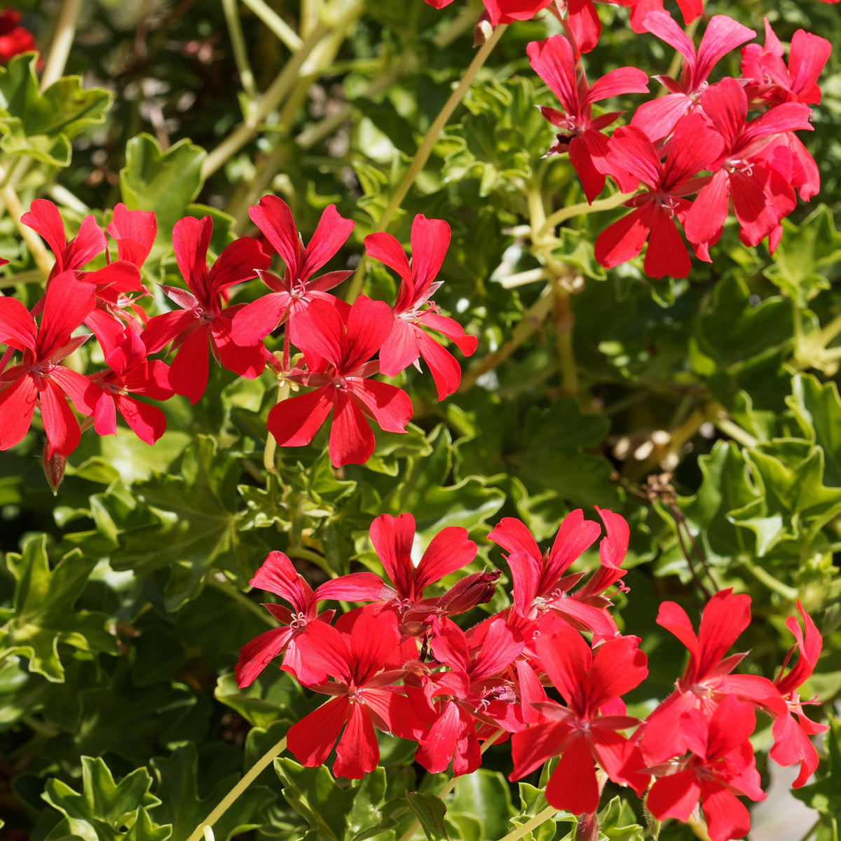 Verkoop Hanggeranium - Pelargonium peltatum