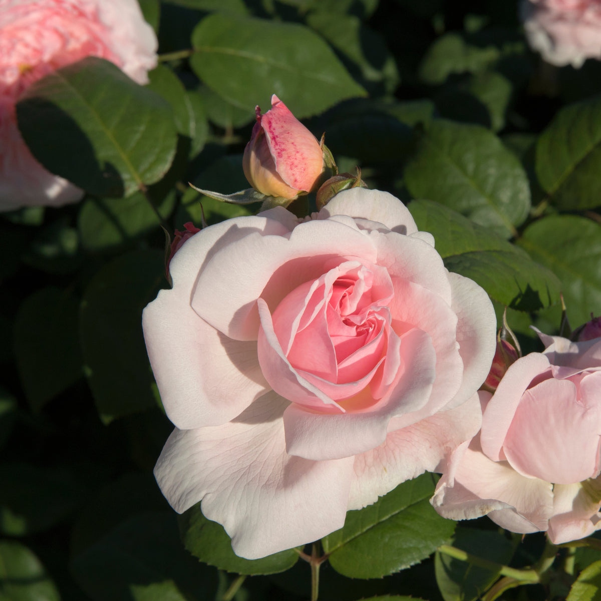 Struikroos - roze - Bakker