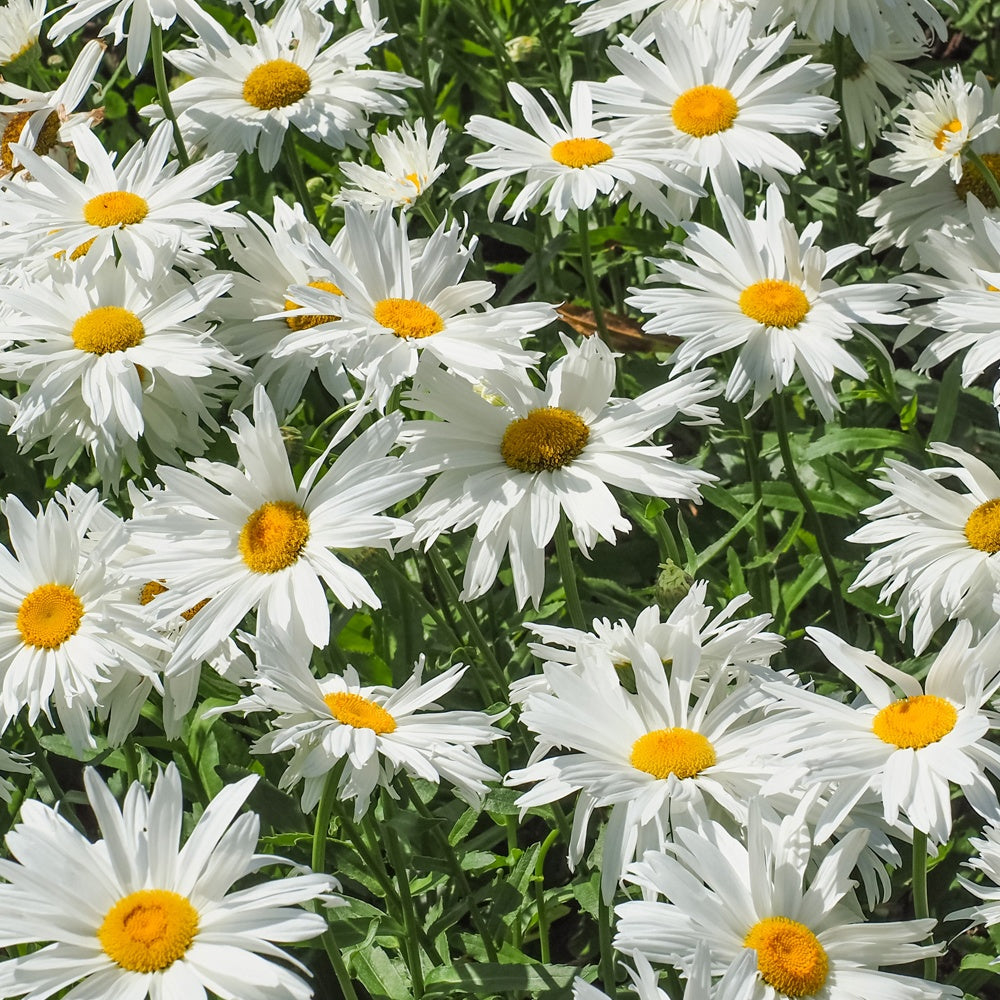 Margriet 'Sweet Daisy Rebecca' - Leucanthemum sweet daisy 'rebecca' - Bakker