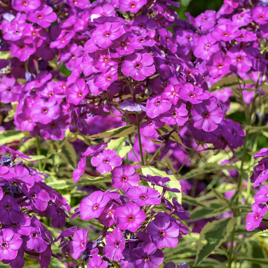 Vlambloem 'Bambini® Primadonna' - Bakker