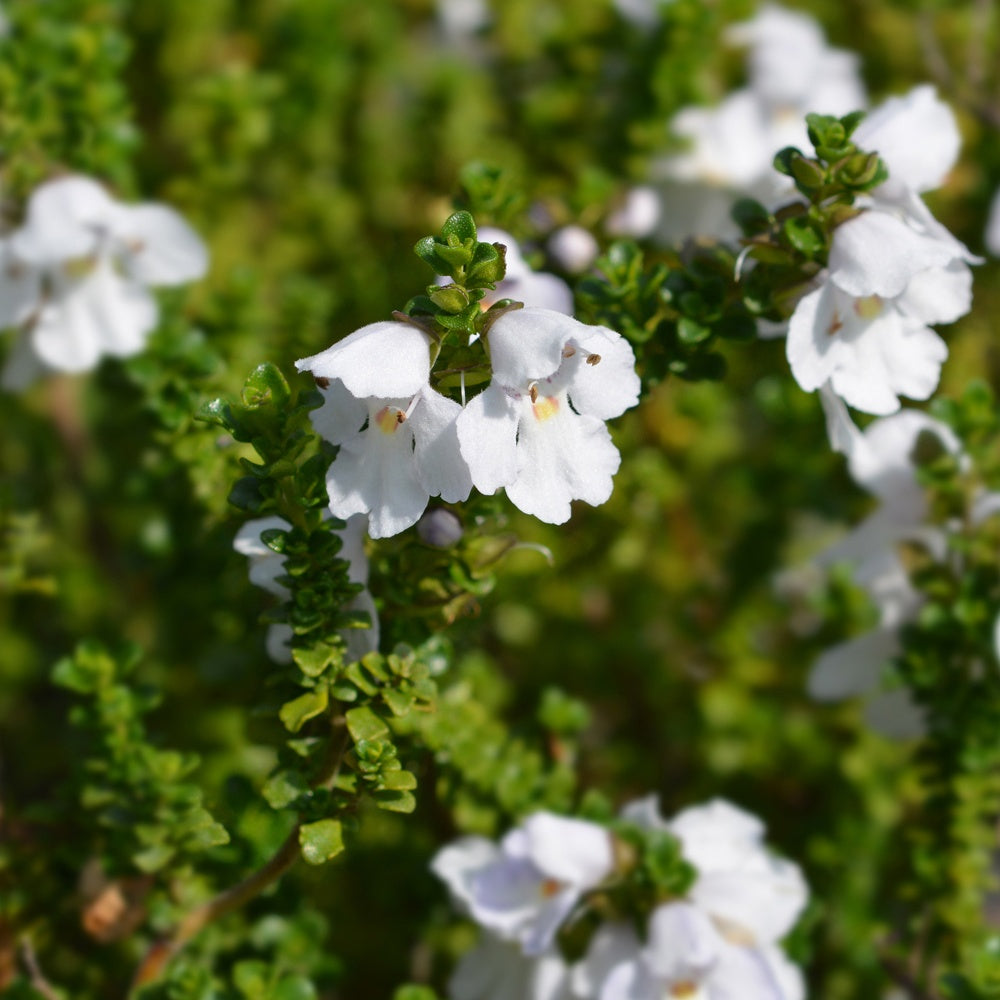 Muntstruik - Prostanthera cuneata - Bakker