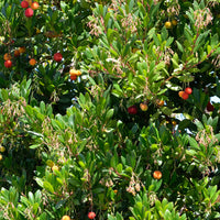 Apenboom 'Atlantic' - Arbutus unedo 'atlantic' - Overig fruit