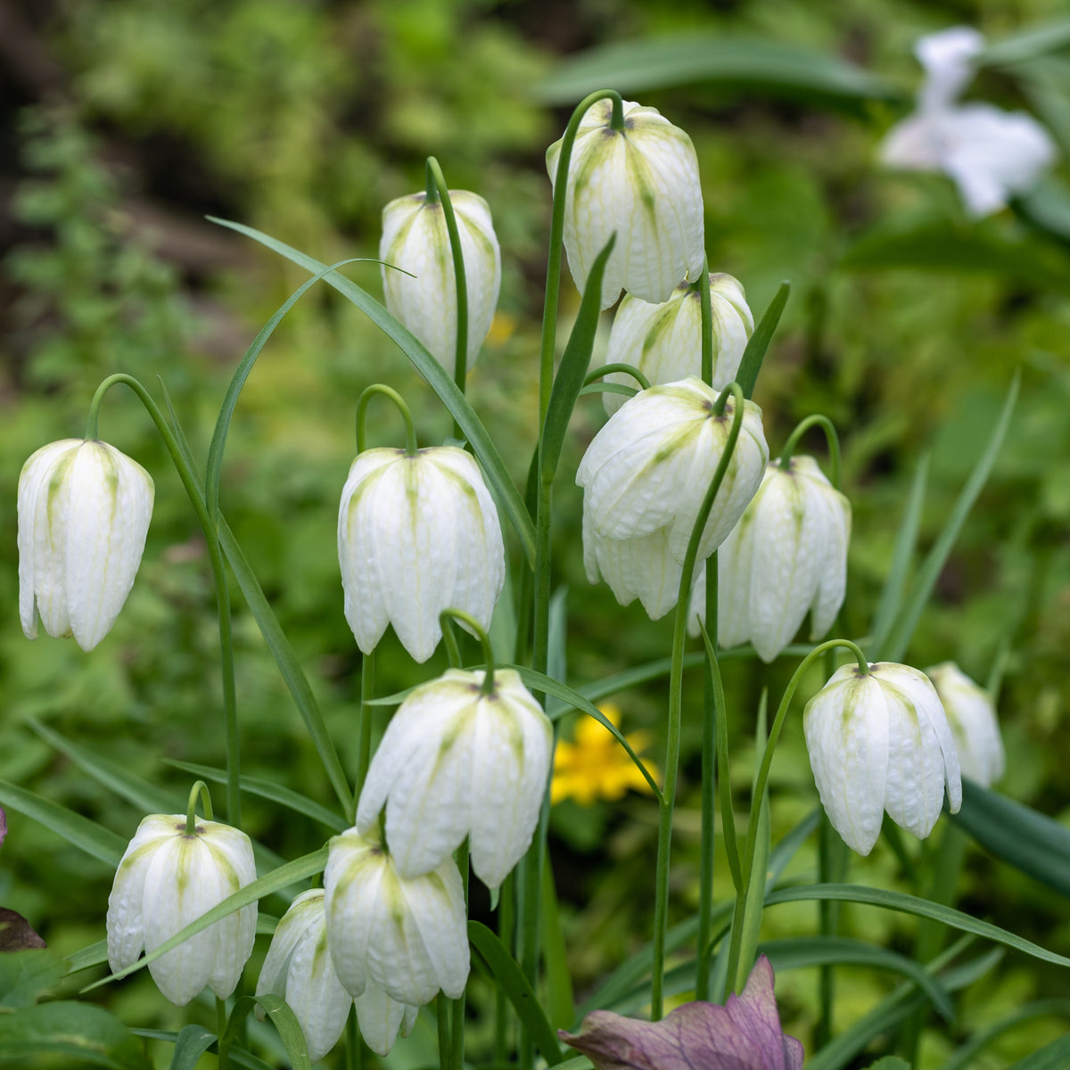 Parelhoenders Fritillaria, effen wit - Bakker
