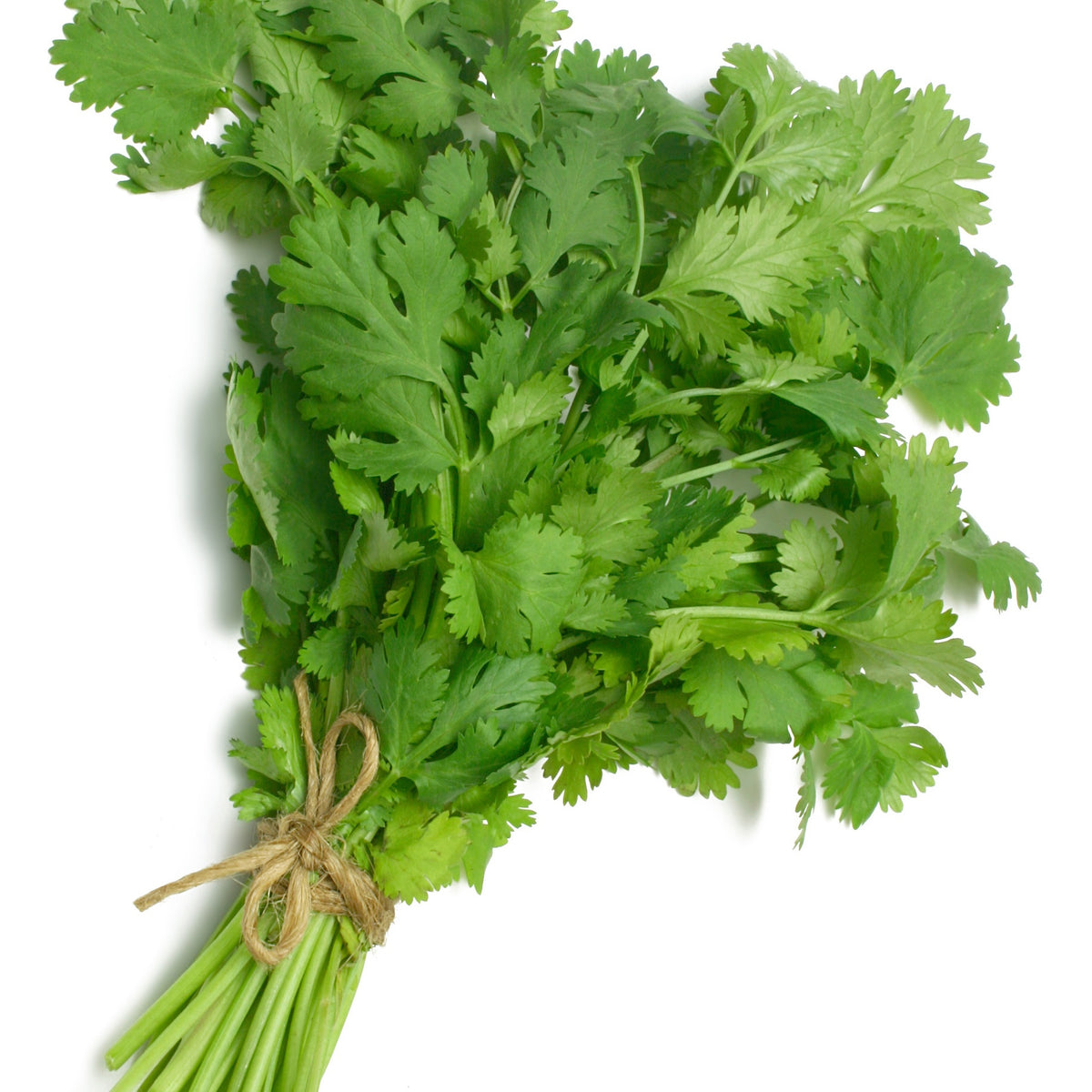 Koriander - Coriandrum sativum - Bakker