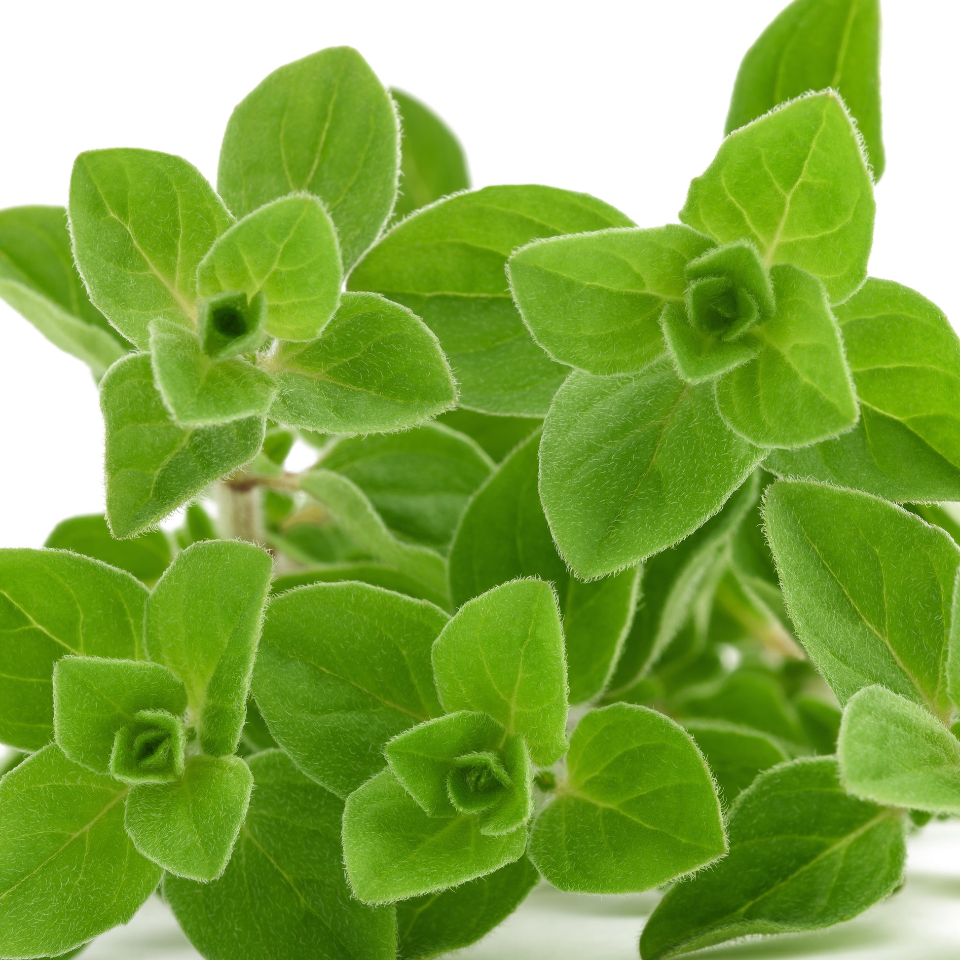 Oregano - Origanum vulgare - Bakker