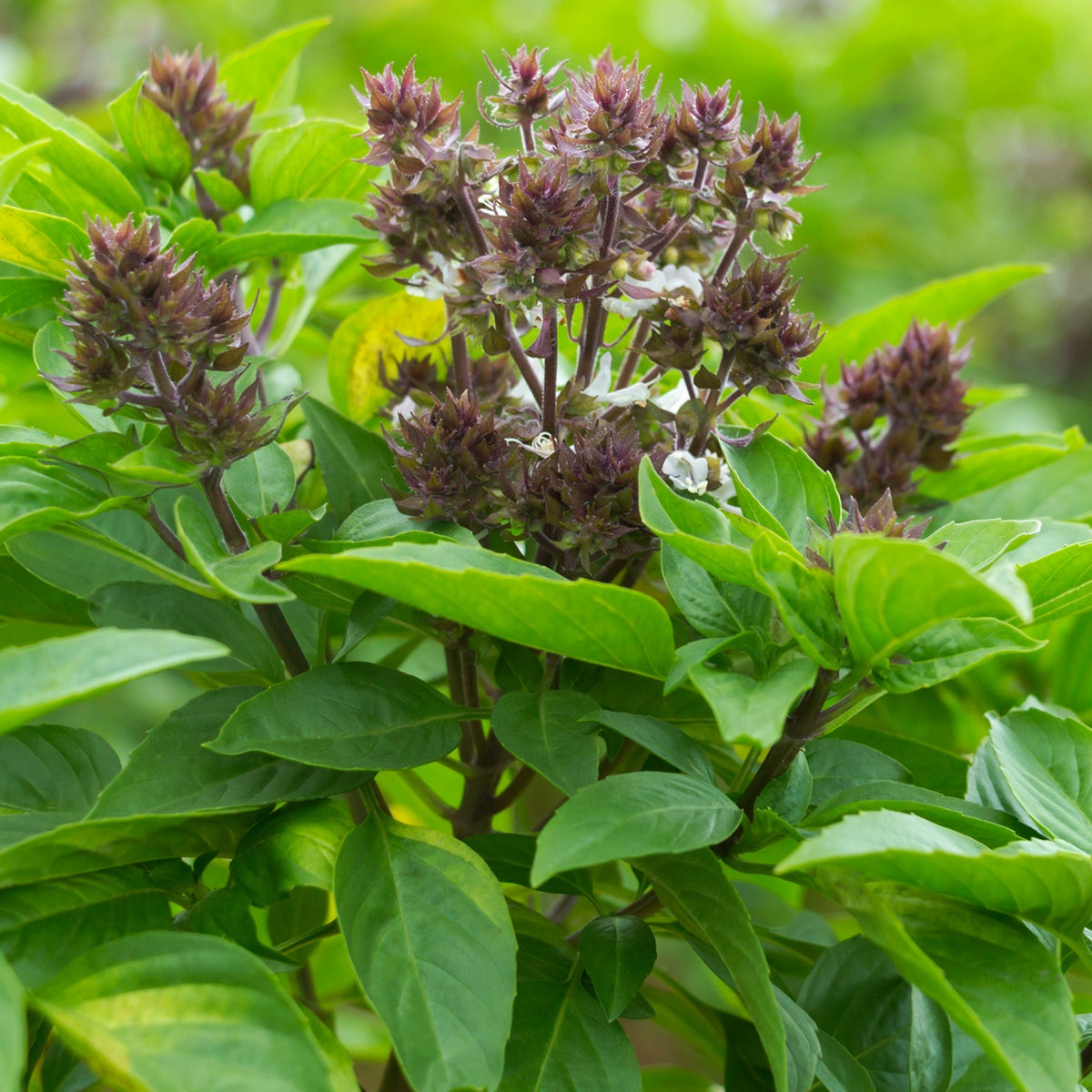 Thaise basilicum - Bakker