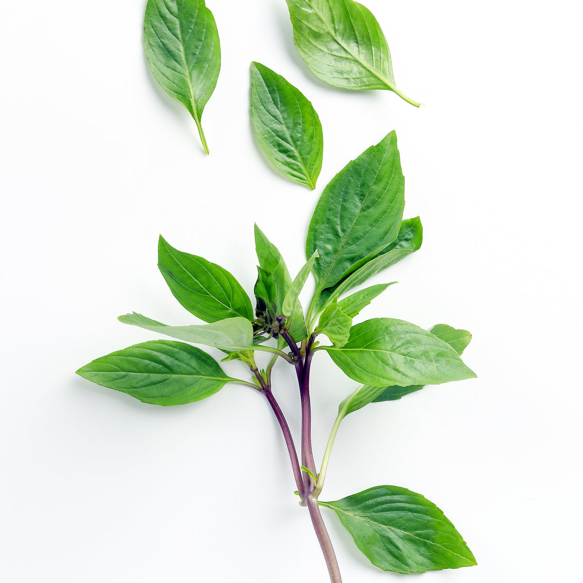Kruidenplanten - Thaise basilicum - Ocimum basilicum var. thyrsiflora