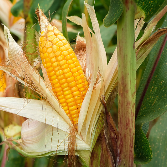 Maïs 'Popcorn' - Moestuin