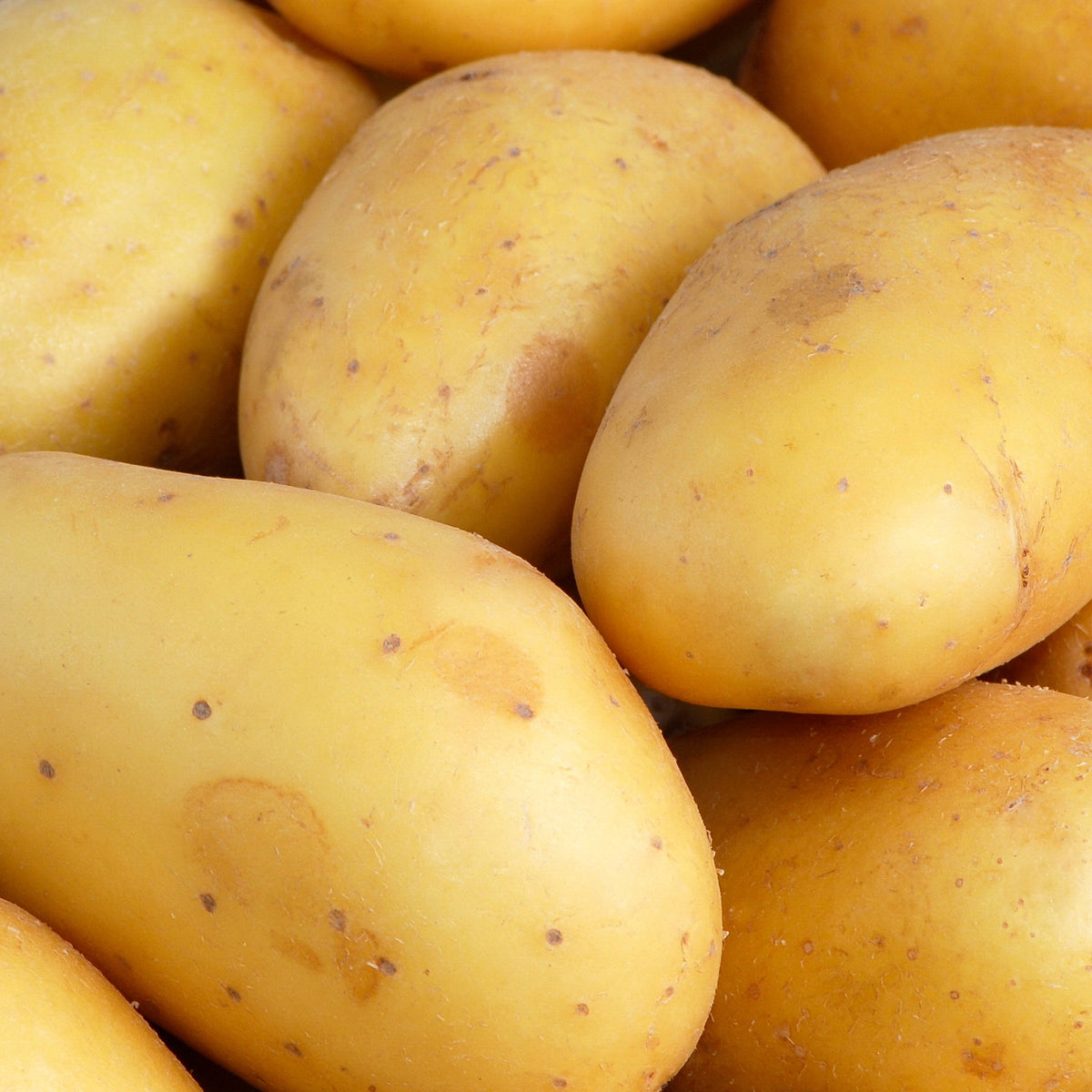 Aardappel 'Goldmarie' - Bakker