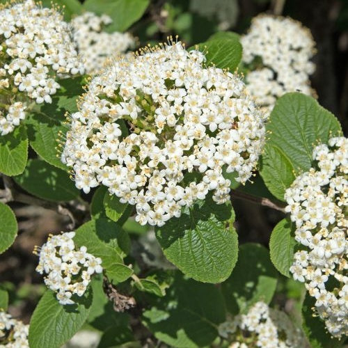 Wollige sneeuwbal - Viburnum lantana - Bakker