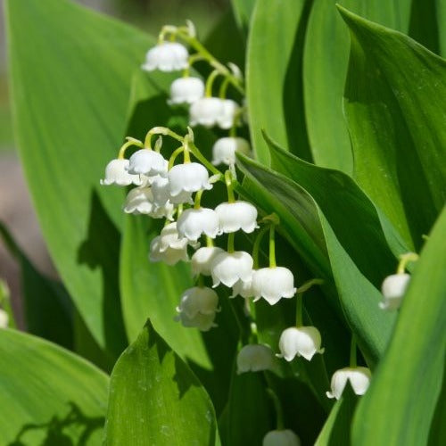 Naakte wortels - Lelietje-van-dalen 'Majalis' - Convallaria majalis