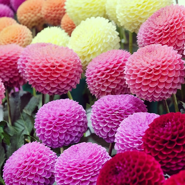 Dahlia - Pompondahlia (x5) - Dahlia