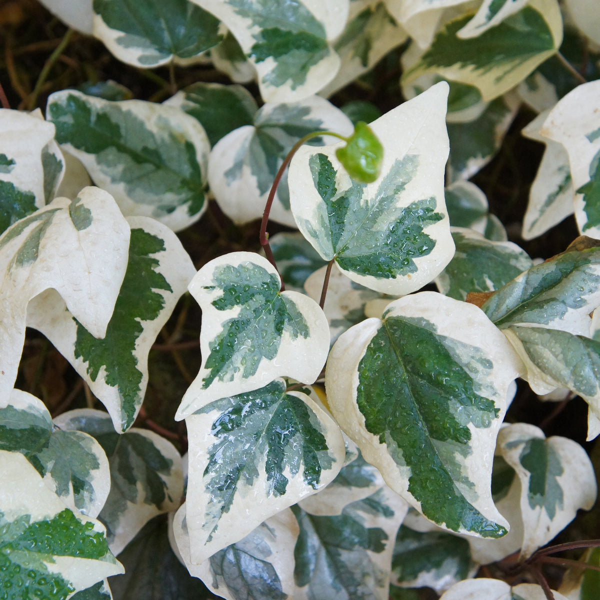 Hedera algeriensis Gloire de Marengo - Klimop 'Gloire de Marengo' - Klimop - Hedera
