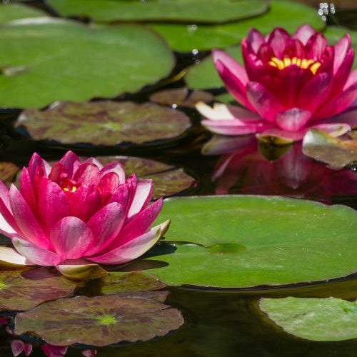 Verkoop Waterlelie attractie