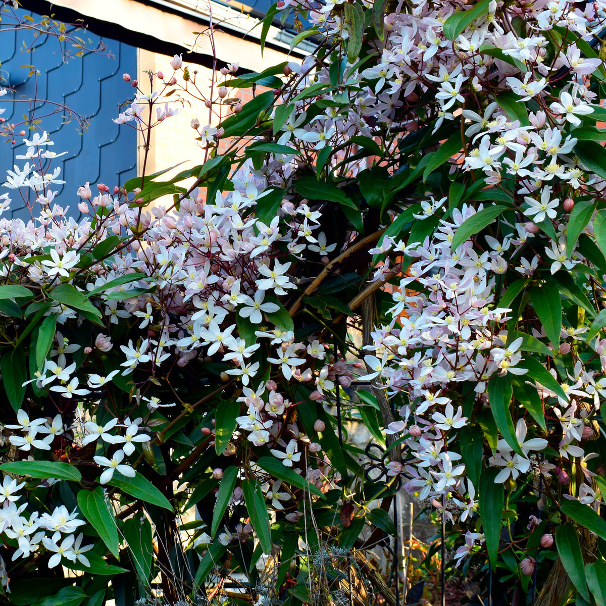 Clematis armandii Apple Blossom - Bosrank ‘Apple Blossom' - Clematis