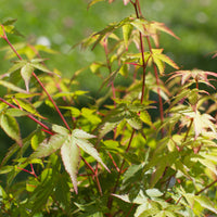 Japanse esdoorn 'Little Princess' - Acer palmatum little princess - Plantsoort