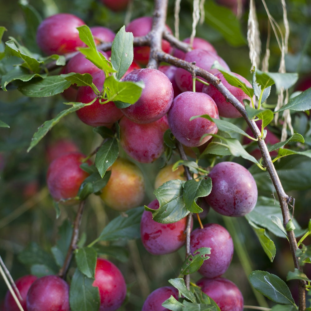 Prunus domestica Reine Victoria - Pruimenboom 'Victoria' - Pruimenbomen