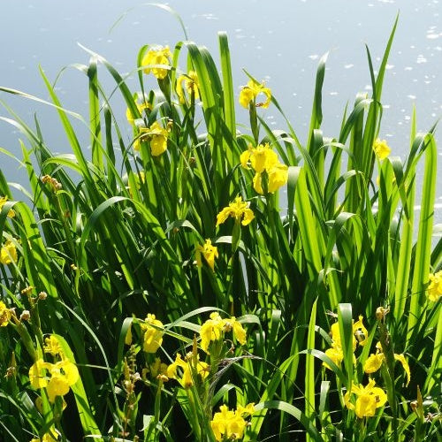 Iris pseudacorus - Moerasiris - Alle vijverplanten