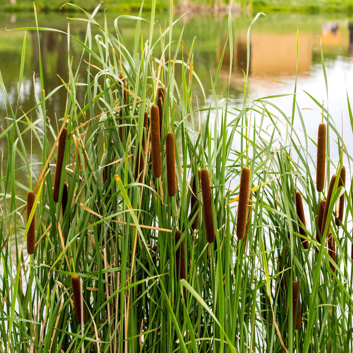 Verkoop Bakker smalbladig mos - Riet