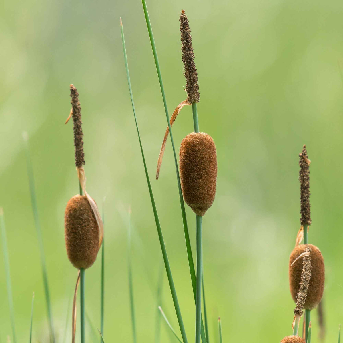 Dwergclub - Typha minima - Bakker