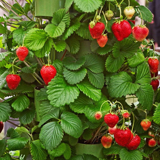 Aardbei 'Gigantella Maxim' (x20) - Fragaria maxim - Fruit