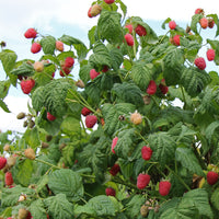 Framboos 'Malling Promise' - Rubus idaeus 'malling promise' - Framboos