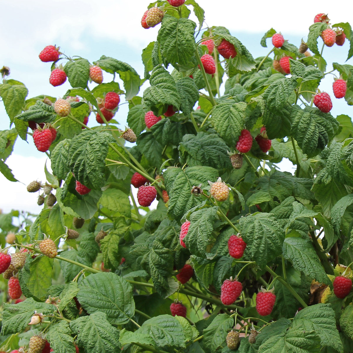 Framboos 'Malling Promise' - Rubus idaeus Malling Promise - Bakker