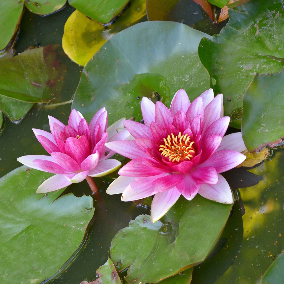 Waterlelie 'Escarboucle' - Nymphaea escarboucle - Bakker