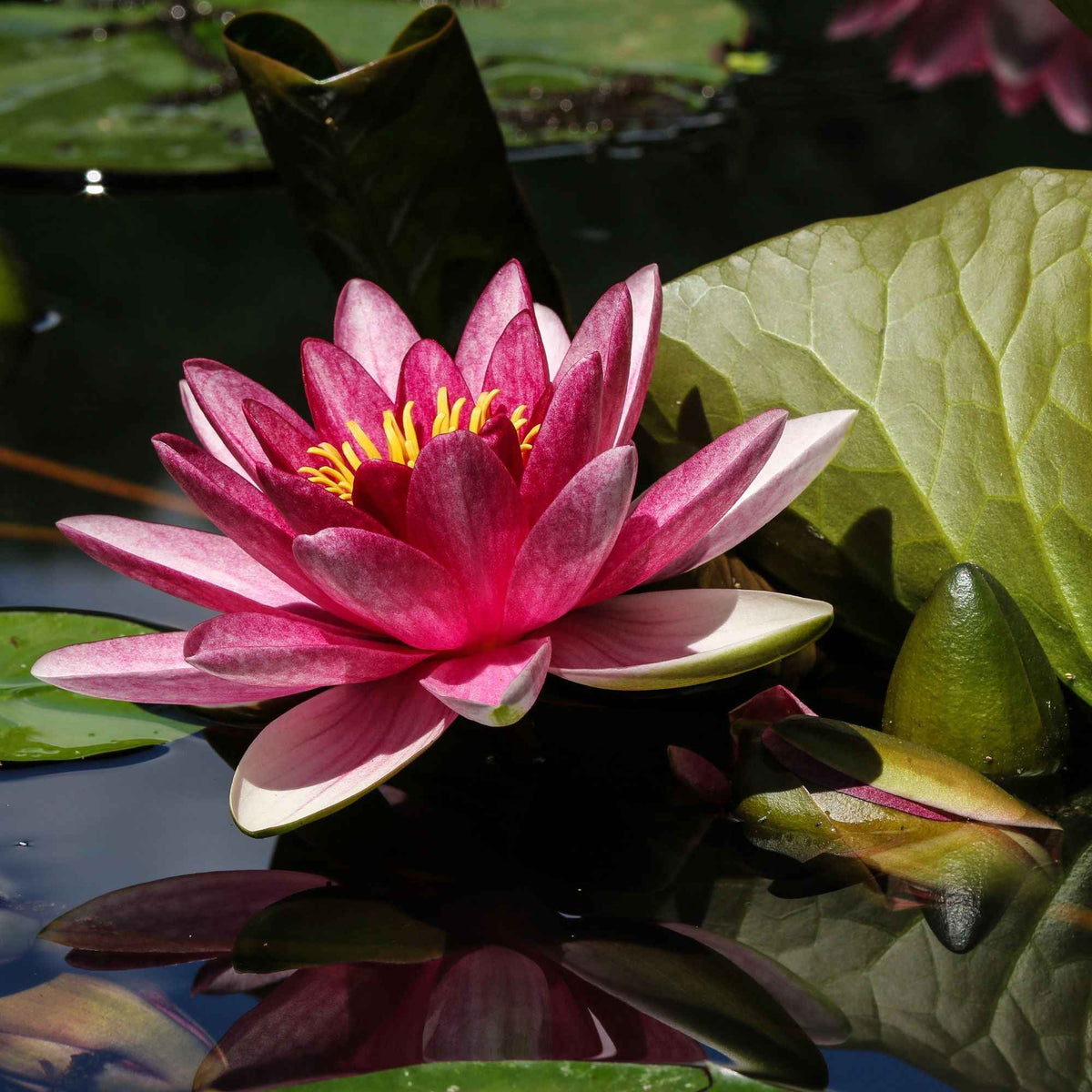 Waterlelie 'James Brydon' - Nymphaea james brydon - Bakker