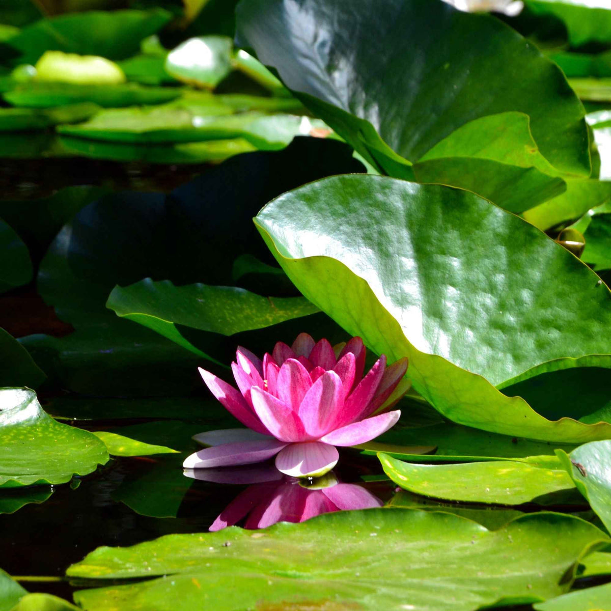 Waterlelie 'James Brydon' - Bakker