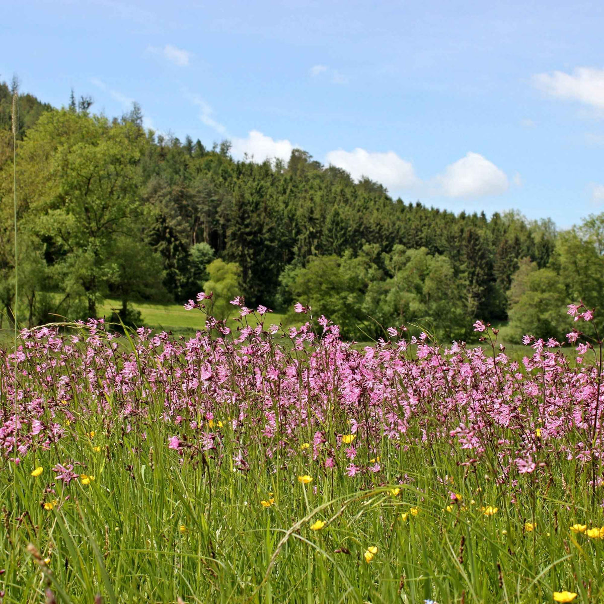 Lychnis flos-cuculi - Echte koekoeksbloem (x3) - Alle vijverplanten