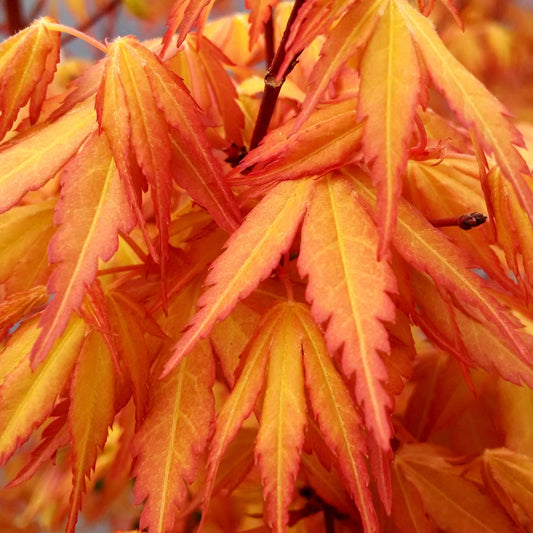 Japanse esdoorn 'Katsura' - Bakker