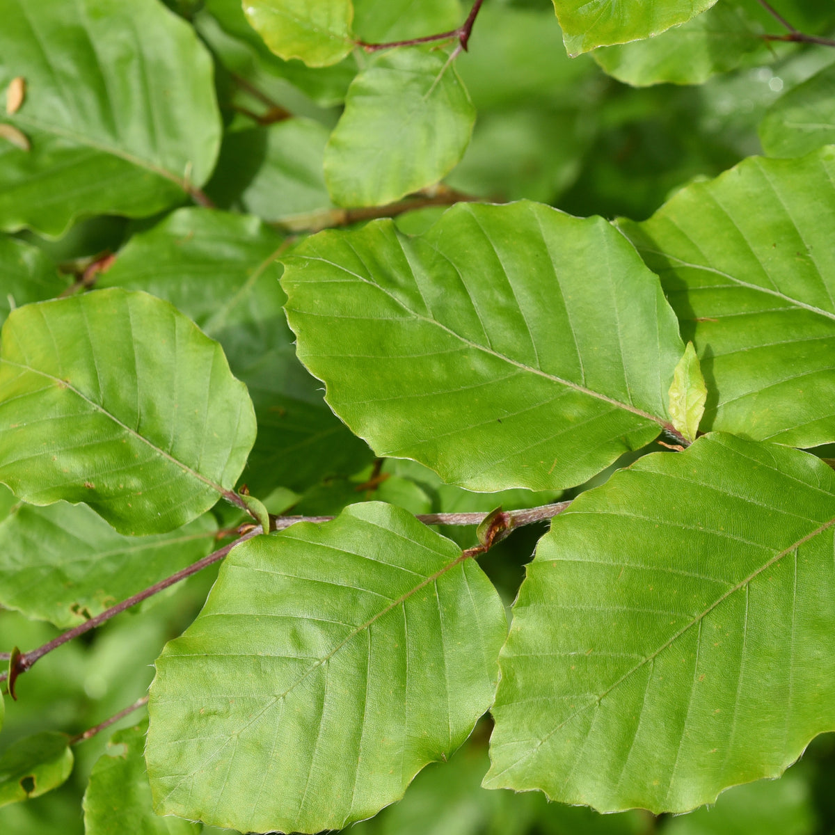 Verkoop Beukenhaag - Fagus sylvatica