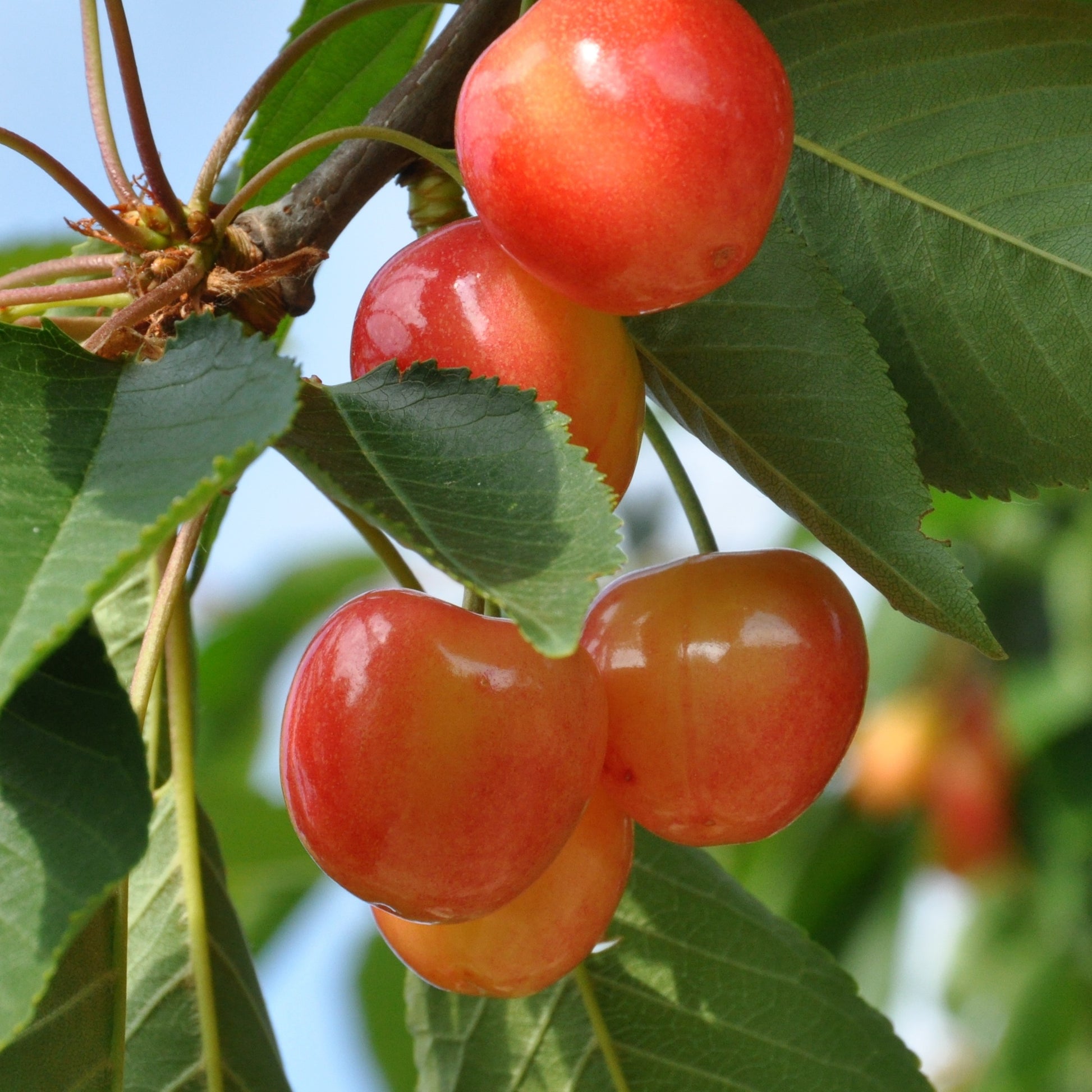 Kersenboom 'Bigarreau Napoléon' - Prunus avium bigarreau Napoléon - Bakker