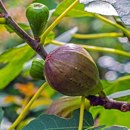 Vijgenbomen - Vijgenboom 'Brown Turkey' - Ficus carica Brown Turkey
