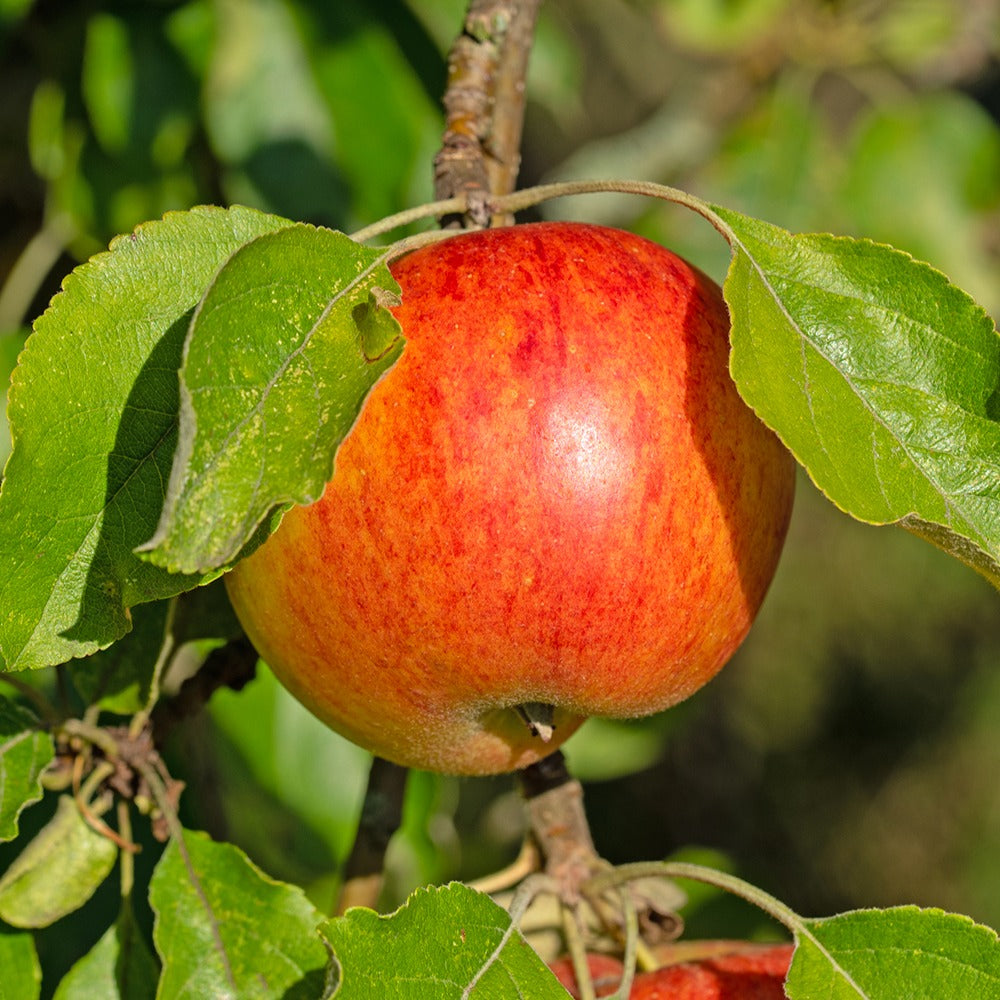 Appelboom 'Reine des Reinettes' - Malus domestica Reine des Reinettes - Bakker