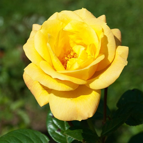 Struikroos Rosa 'Arthur Bell' - Bakker