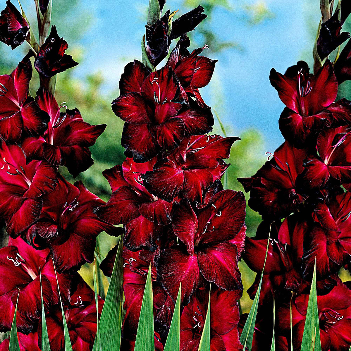 Gladiool 'Black Jack' (x25) - Bakker