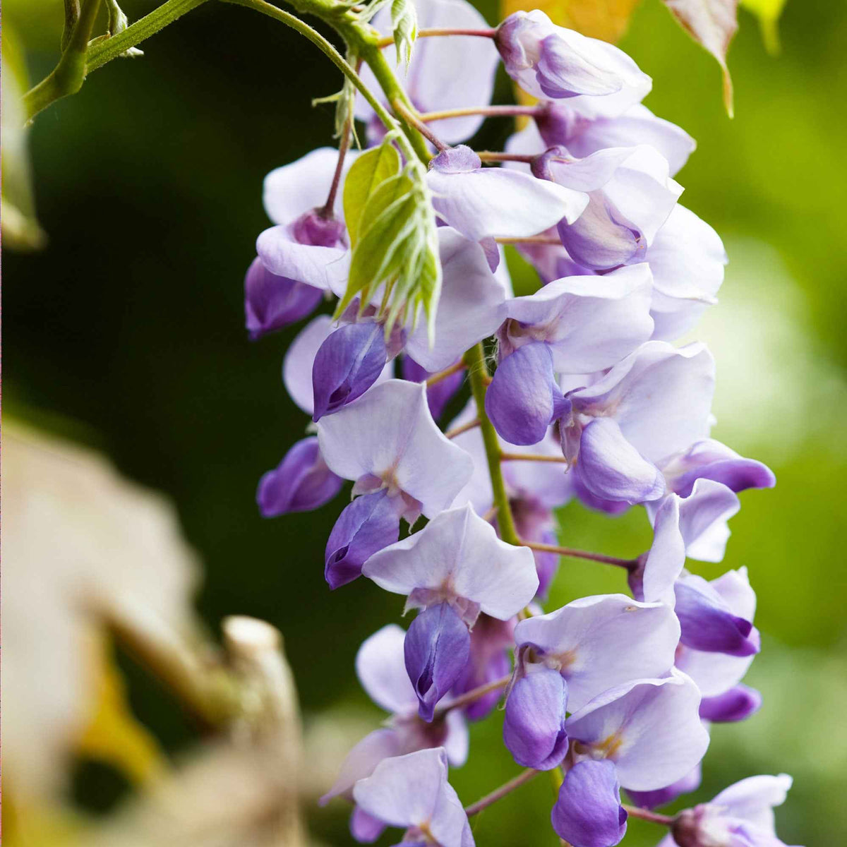 Blauwe regen Wisteria 'Caroline' - Wisteria sinensis 'caroline' - Bakker